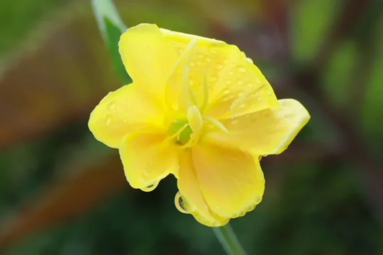 Oenothera parodiana (11)