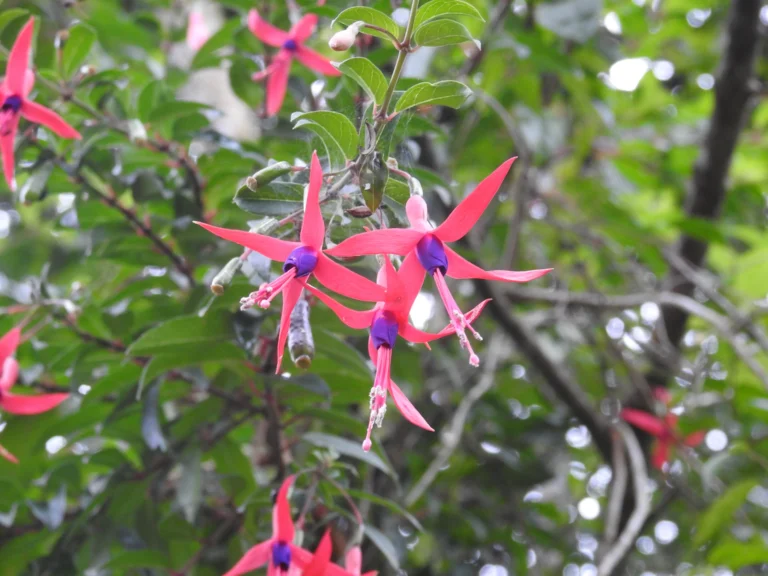 Fuchsia hybrida (2)