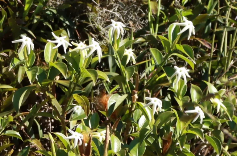 Hillia parasitica (1)