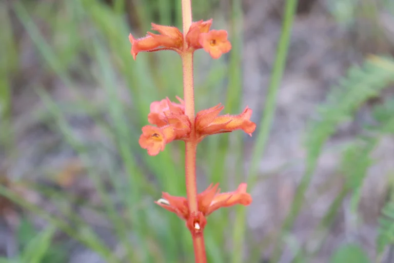 Sinningia allagophylla (33)