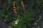 Sinningia allagophylla (42)
