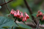 Sinningia nivalis (1)