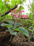 Sinningia nivalis (4)