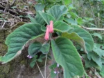 Sinningia nivalis (5)