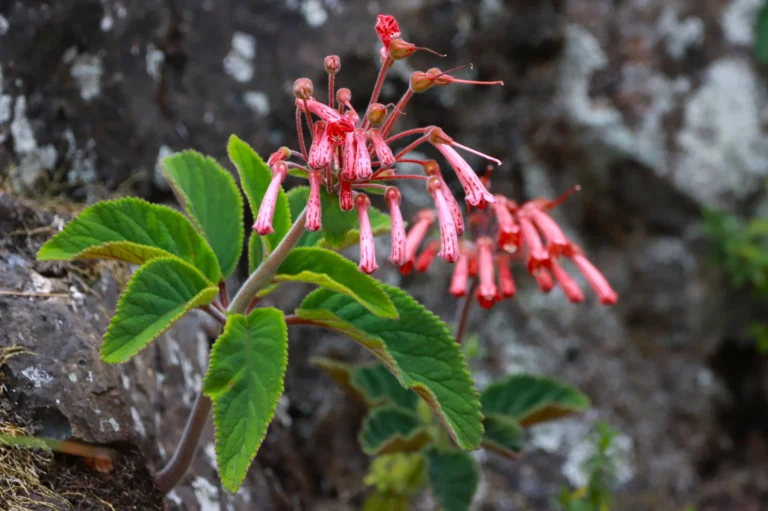 Sinningia nivalis (7)