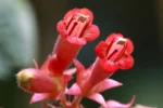 Sinningia warmingii (1)