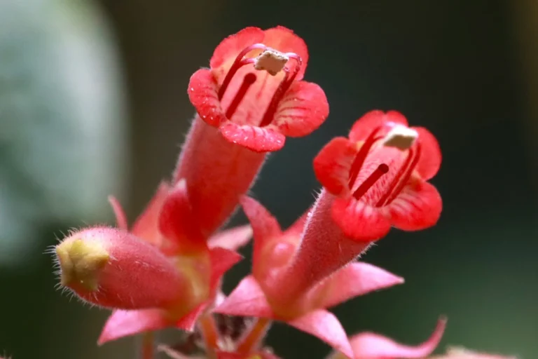Sinningia warmingii (1)