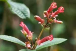 Sinningia warmingii (9)