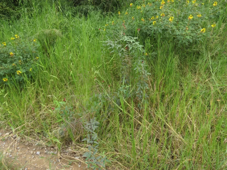 Rio do Sul, Progresso – RPPN Parque das Borboletas (92)