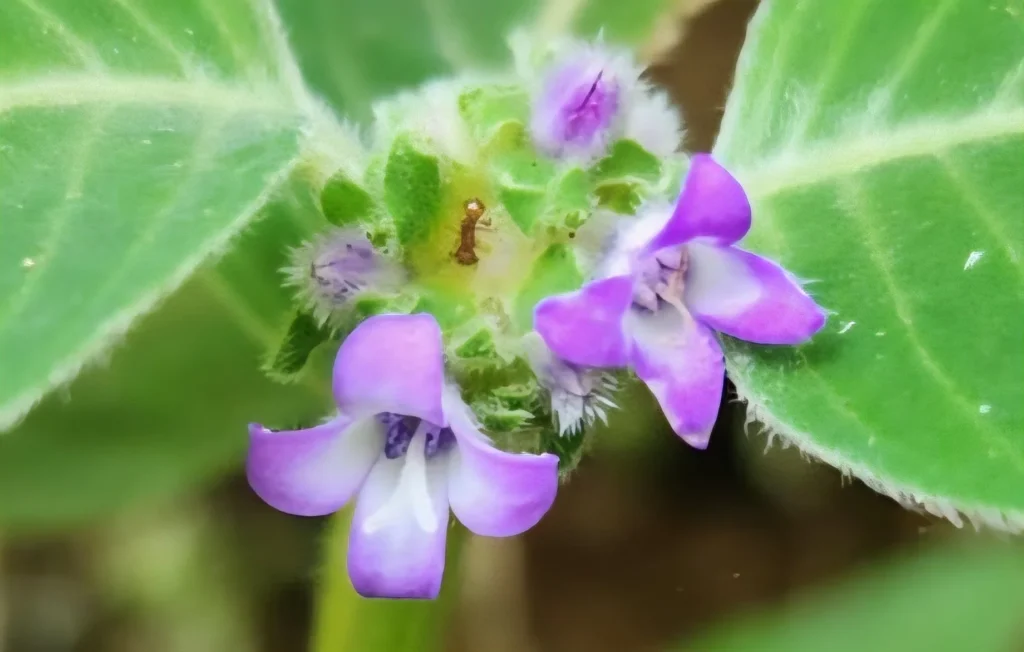 Coccocypselum lanceolatum (1)