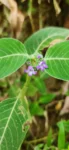 Coccocypselum lanceolatum (4)