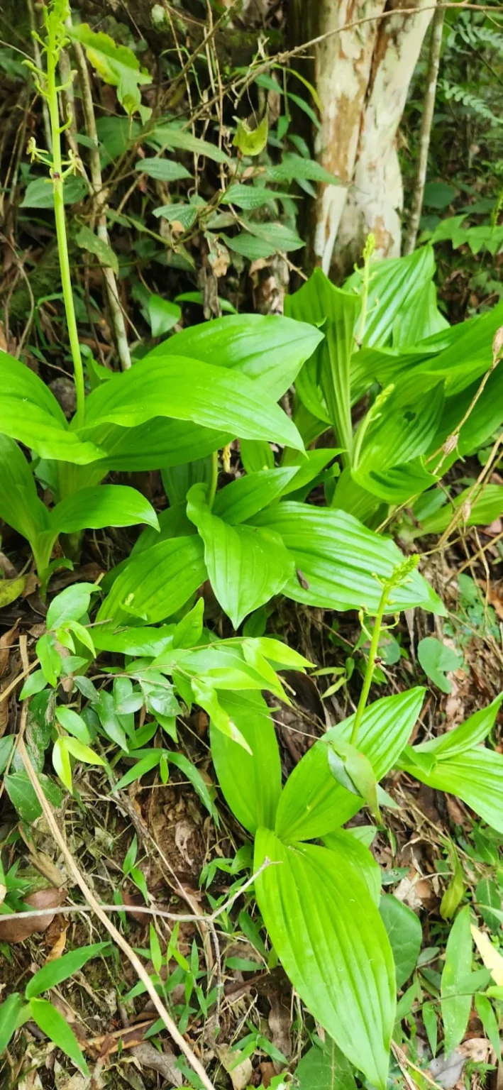 Liparis nervosa (1)