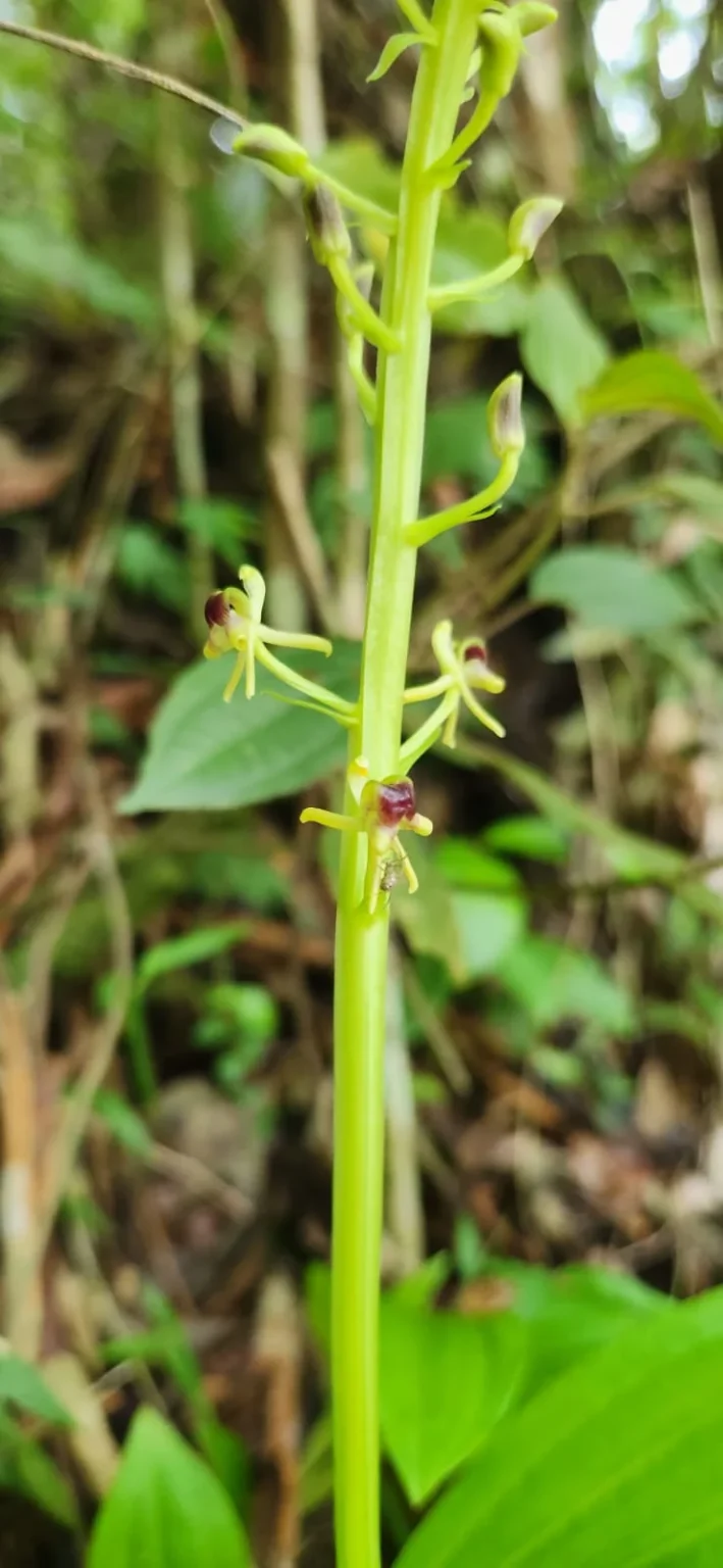 Liparis nervosa (2)