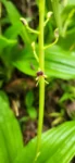 Liparis nervosa