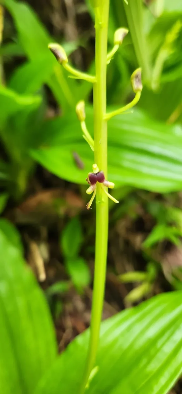 Liparis nervosa