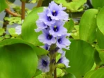AGUAPÉ (Eichhornia azurea)