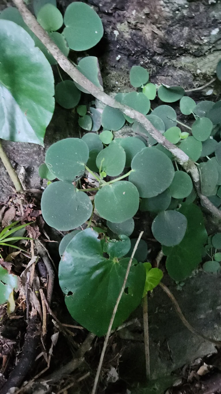 Peperomia lymani-smithii (1)