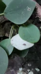 Peperomia lymani-smithii (2)