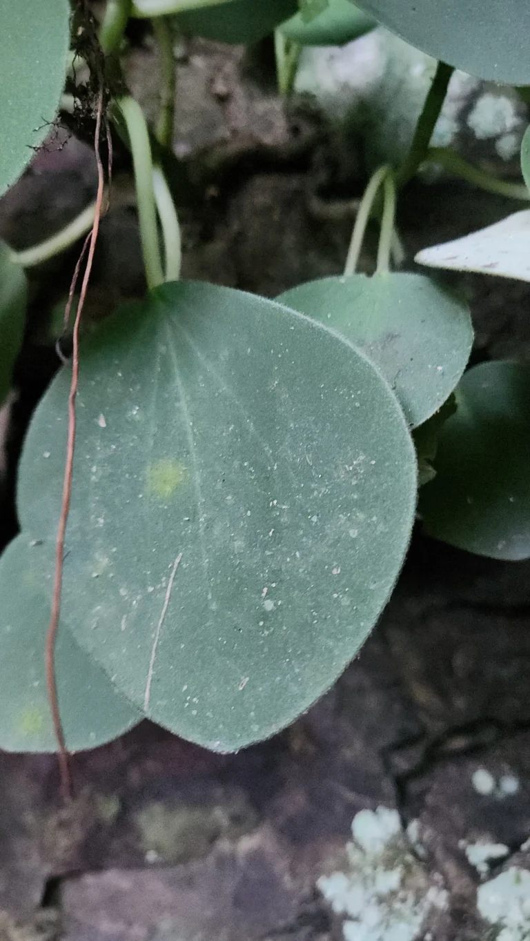 Peperomia lymani-smithii (4)