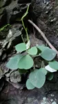 Peperomia lymani-smithii (6)