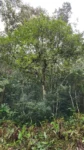 Pisonia ambigua (4)