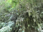 Rio do Sul, IFC (394)