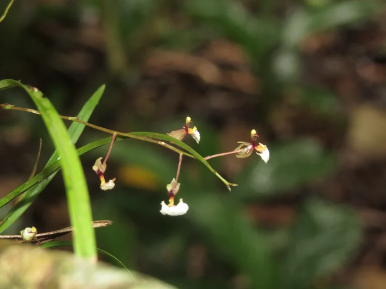Rio do Sul, Fazenda na divisa com Ibirama (464)