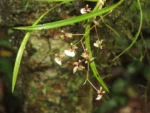 Rio do Sul, Fazenda na divisa com Ibirama (470)