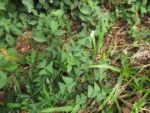 Rio do Sul, Progresso – RPPN Parque das Borboletas (17)