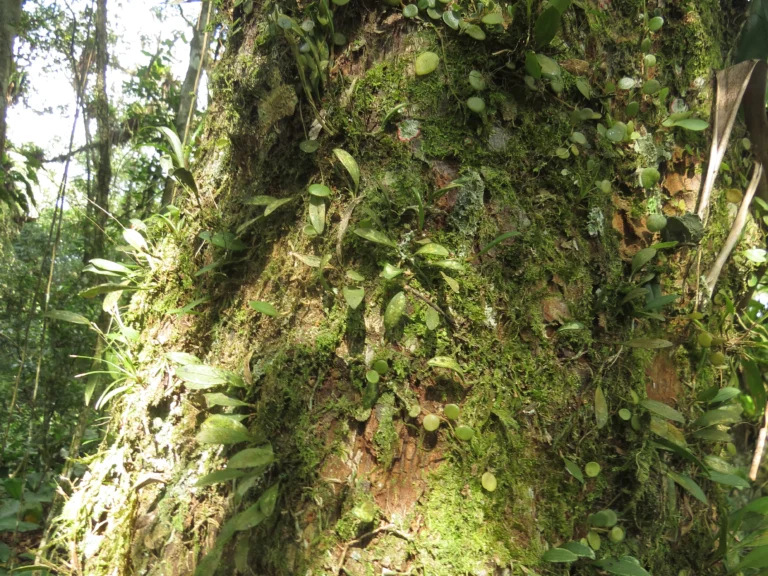 Rio do Sul, Serra divisa com Ibirama (27)