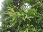 Rio do Sul, Progresso – RPPN Parque das Borboletas (38)