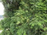 Rio do Sul, Progresso – RPPN Parque das Borboletas (44)