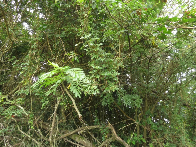 Rio do Sul, área da arrozeira (210)