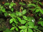 Rio do Sul, IFC (51)