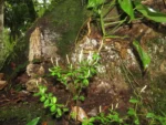 Rio do Sul, IFC (49)