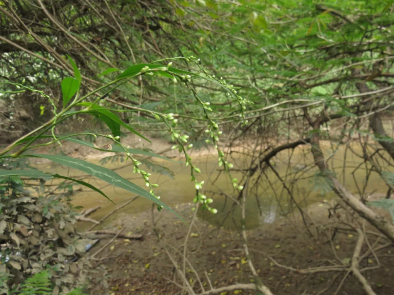 Rio do Sul, Hary Hobus (132)