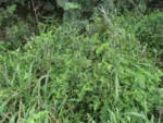 Rio do Sul, Bela Aliança (184)