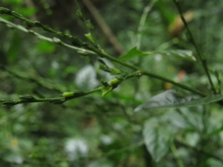Rio do Sul, Hary Hobus (35)