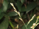 Rio do Sul, Bremer – green park e redondezas (60)