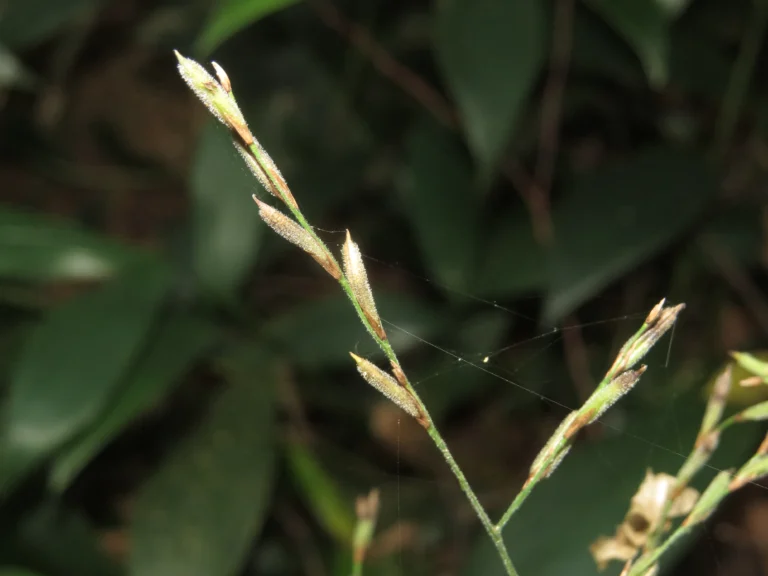 Rio do Sul, Bremer – green park e redondezas (63)