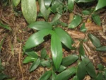 Rio do Sul, Bremer – green park e redondezas (57)