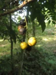 Rio do Sul, Bremer – green park e redondezas (46)