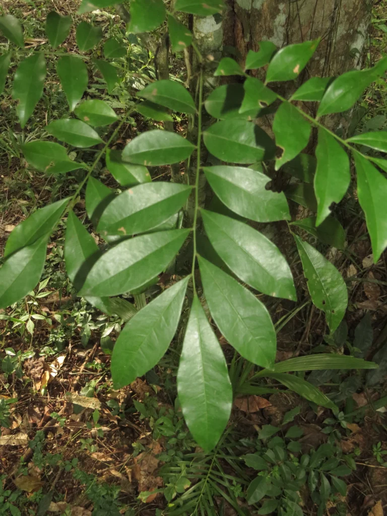 Rio do Sul, Bremer – green park e redondezas (55)