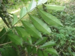 Rio do Sul, Bremer – green park e redondezas (53)