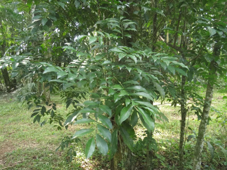 Rio do Sul, Bremer – green park e redondezas (49)