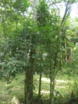 Rio do Sul, Bremer – green park e redondezas (45)