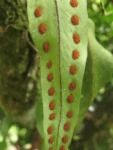 Rio do Sul, Albertina e jardim botanico (301)