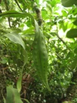 Rio do Sul, Albertina e jardim botanico (300)