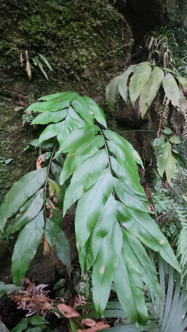 Olfersia cervina (4)