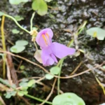 Utricularia reniformis (2)